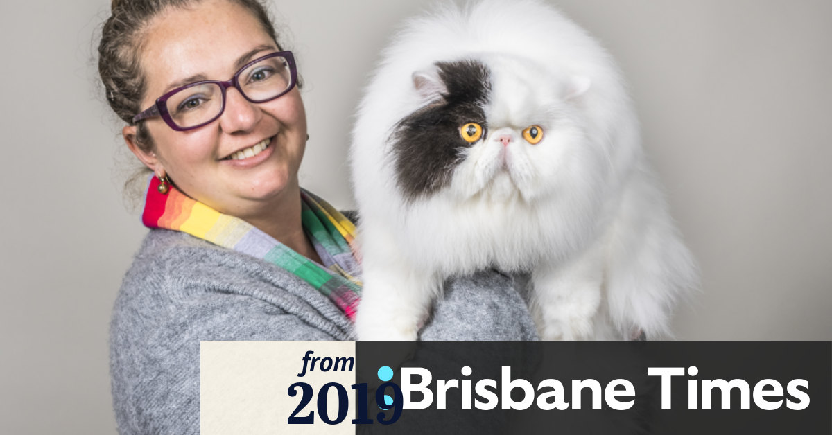 Australian cat shows